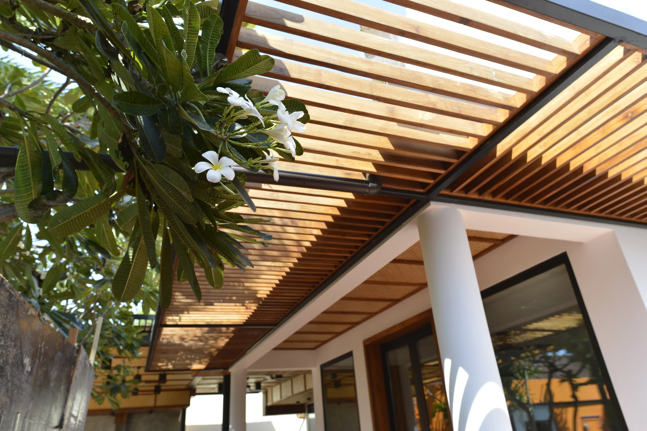Frangipani and timber pergola · project photograph